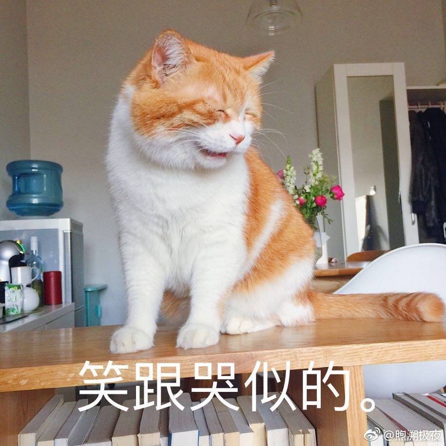 橘猫表情包