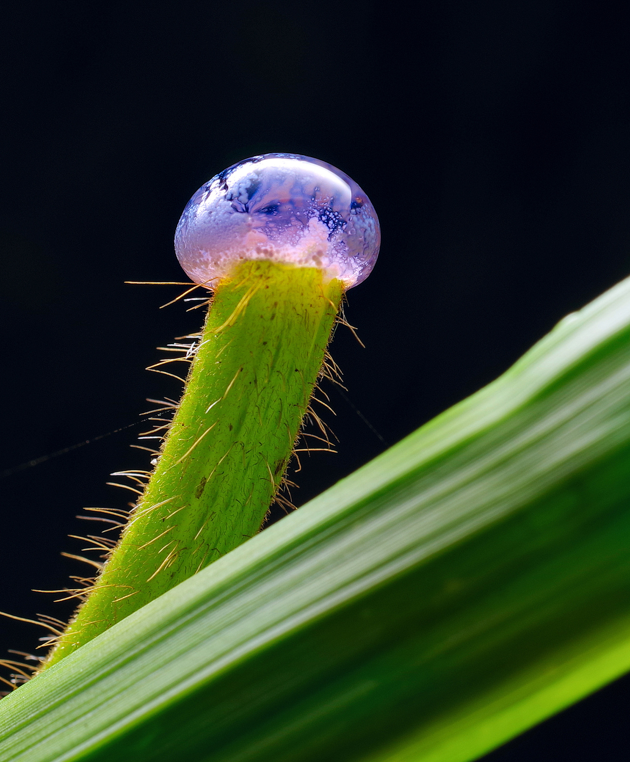 大自然【每个生命的起源】