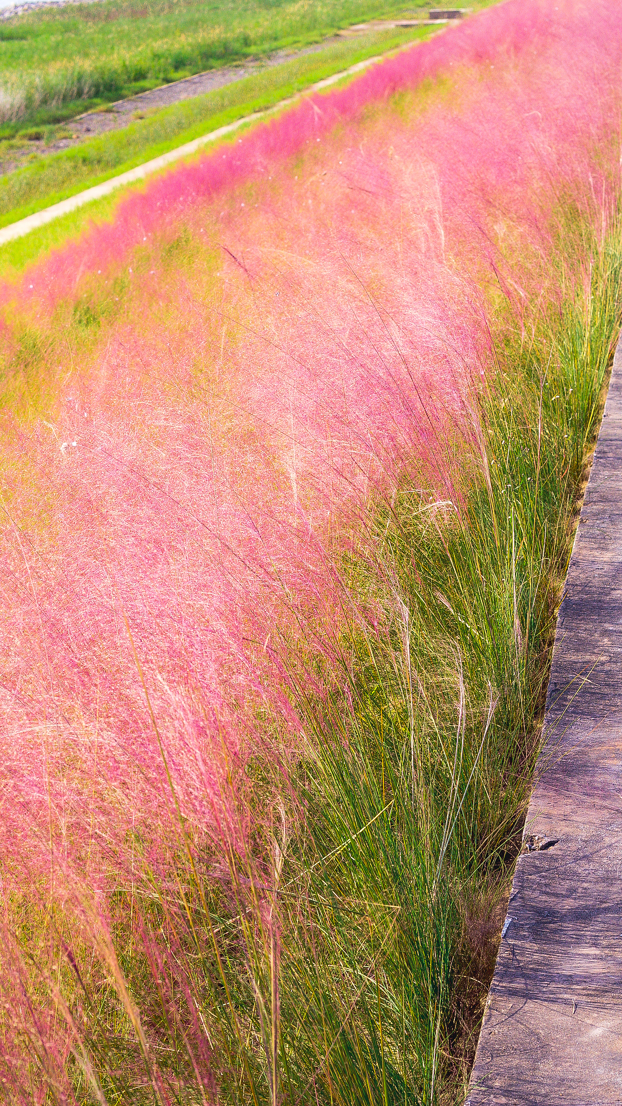 网红粉黛乱子草