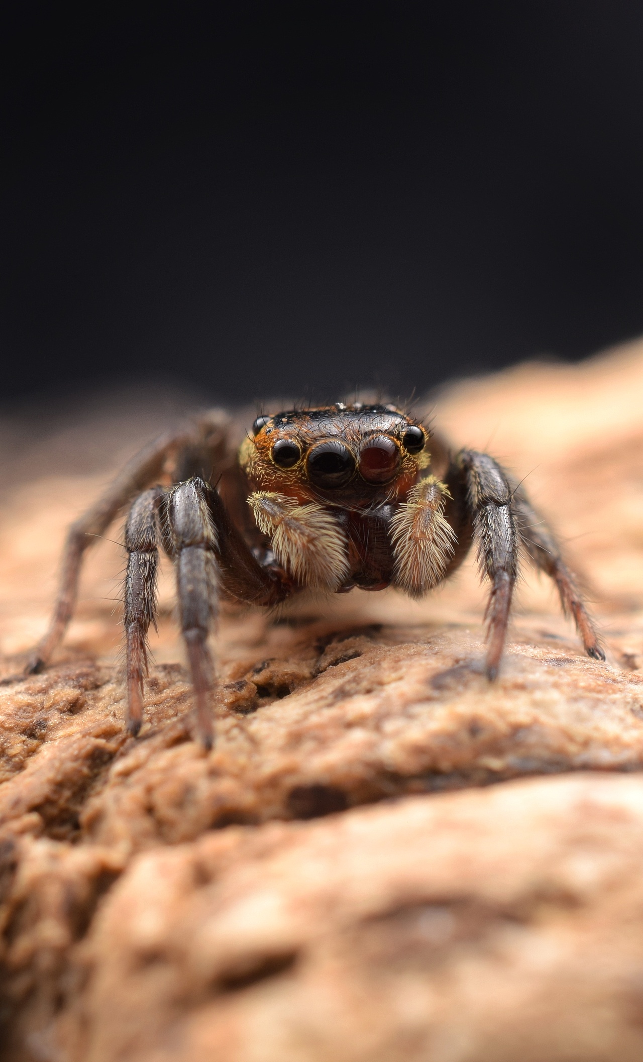 小跳蛛花蛤沙蛛