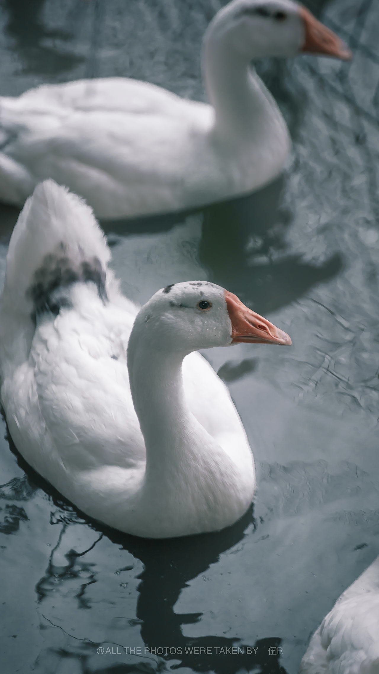 南京江乡小镇（图ZMzAyOTc5NzE2） - 风光摄影 - 站酷设计师无声无故原创素材 - 站酷ZCOOL