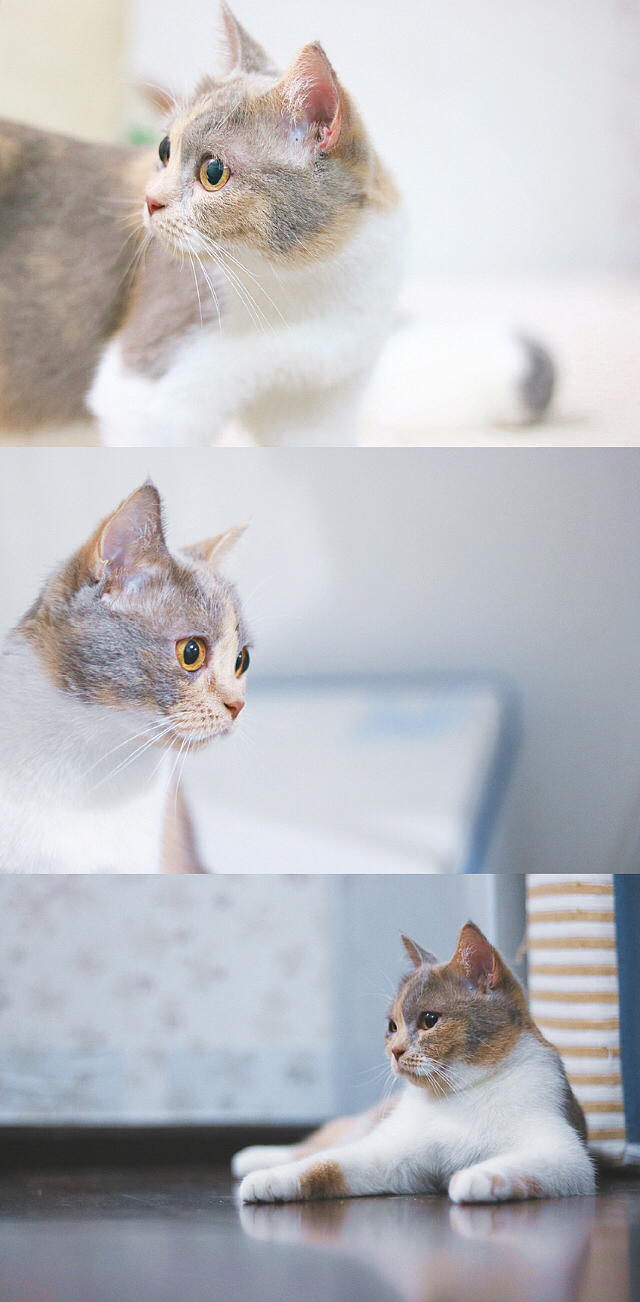 嘿，你想和我玩耍吗？（图ZNzgxNzQzNTI=） - 宠物摄影 - 站酷设计师GlaceYyy原创素材 - 站酷ZCOOL