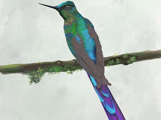 翠鸟（个人主页-ZNDE0NTYwNTI=） - 创作习作 - 站酷设计师雪璃原创素材 - 站酷ZCOOL