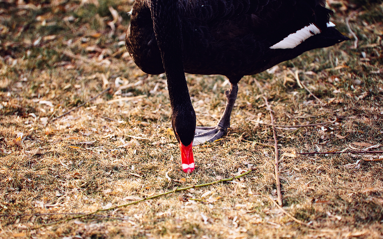 大（鵝）隨拍（圖ZMTU5NjI4NDk2） - 寵物攝影 - 站酷設(shè)計(jì)師土豆燉地瓜原創(chuàng)素材 - 站酷ZCOOL