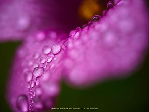 《Water drops》