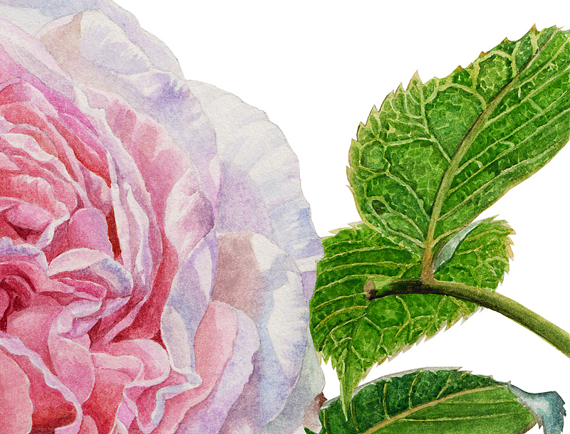 英国玫瑰 水彩（图ZMjE5MzI2NDg=） - 绘画 - 站酷设计师木卮--_--原创素材 - 站酷ZCOOL