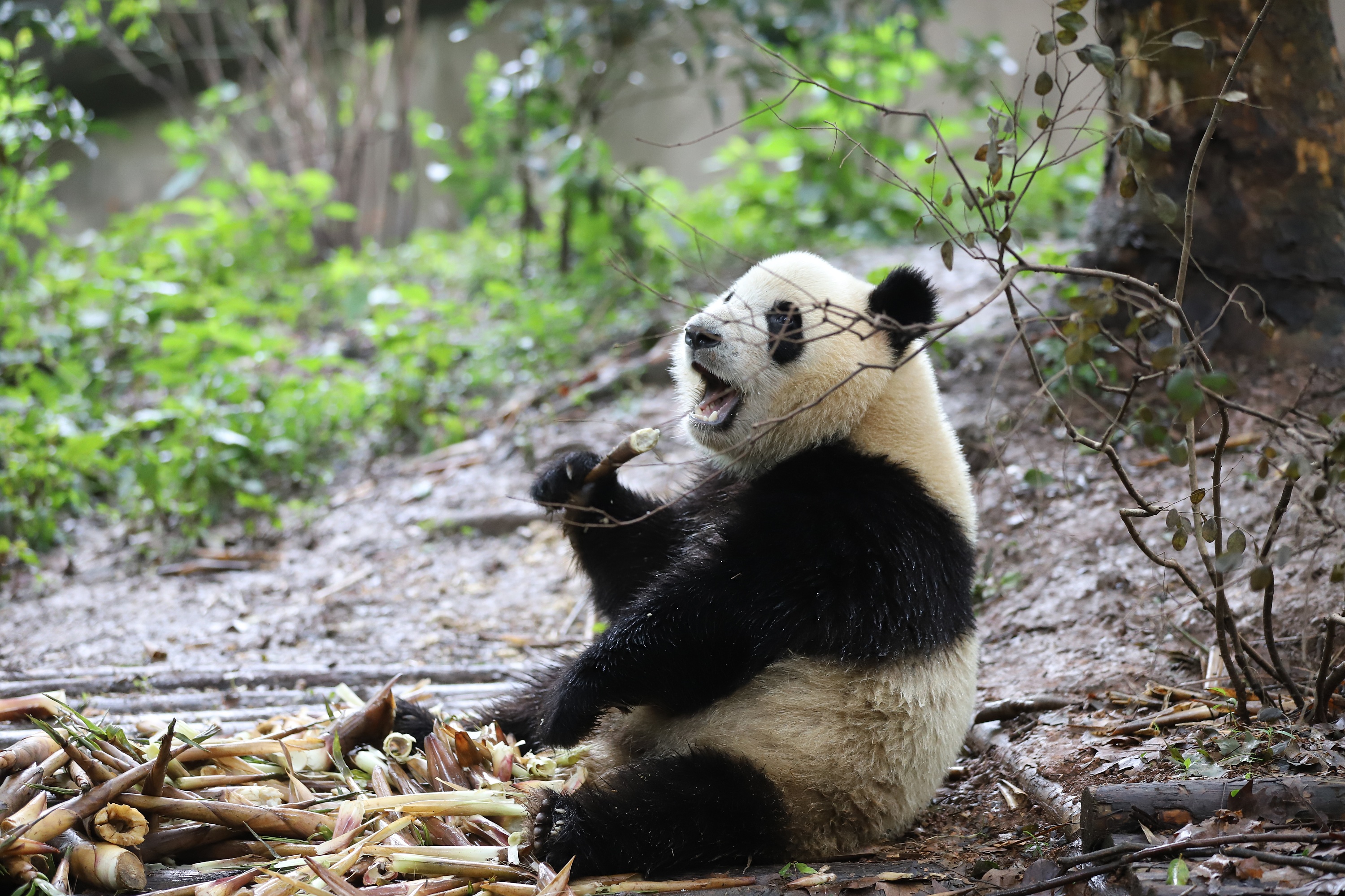 可爱满分！秦岭大熊猫卖萌撒欢现场 -- 陕西头条客户端