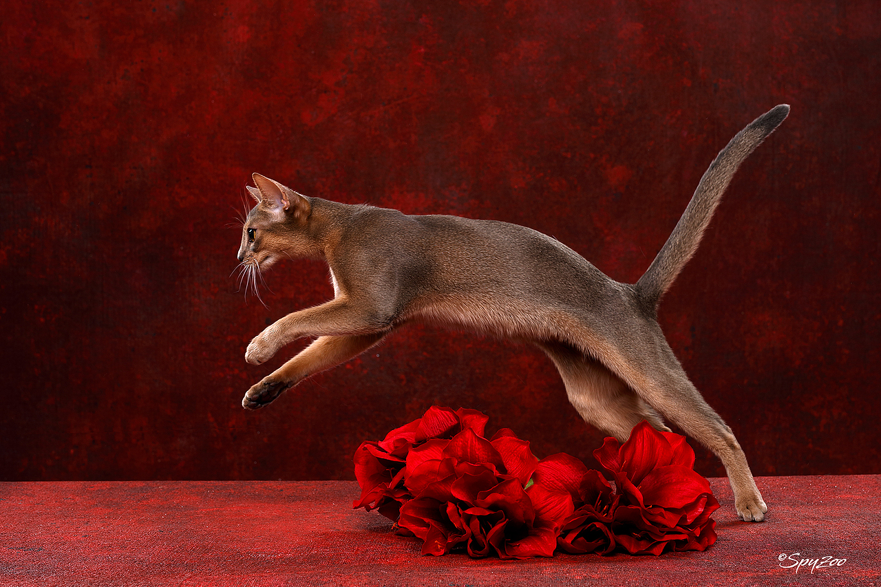 從聖誕拍到春節一個月中的貓賽拍攝（图ZMTkzODE5Mjky） - 宠物摄影 - 站酷设计师spyzoo原创素材 - 站酷ZCOOL