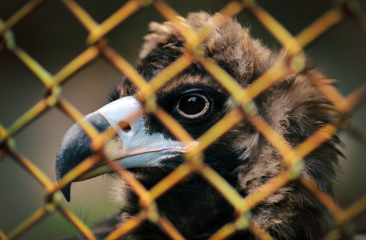 红山动物园的动物们(1)