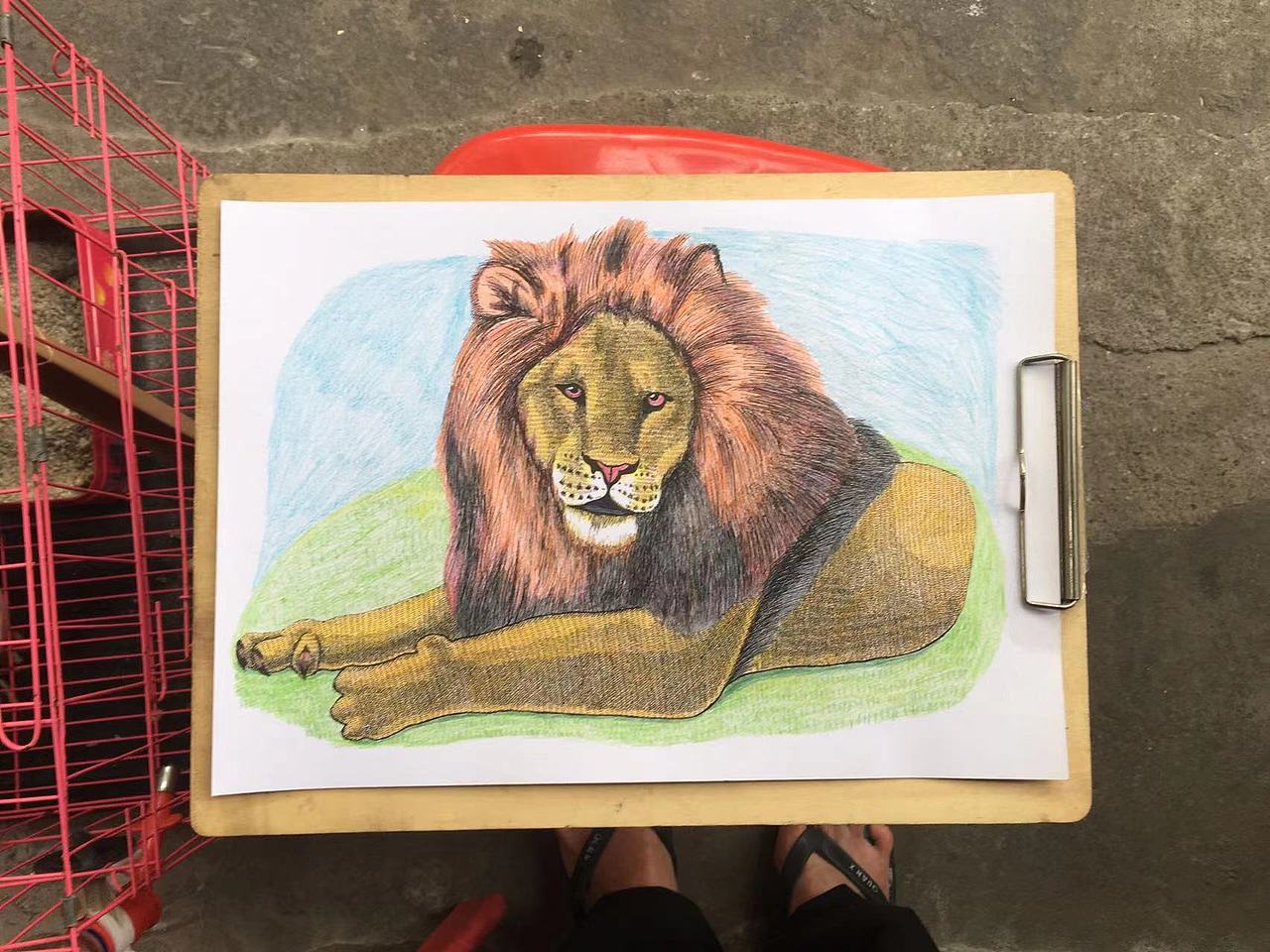我画的【狮子】