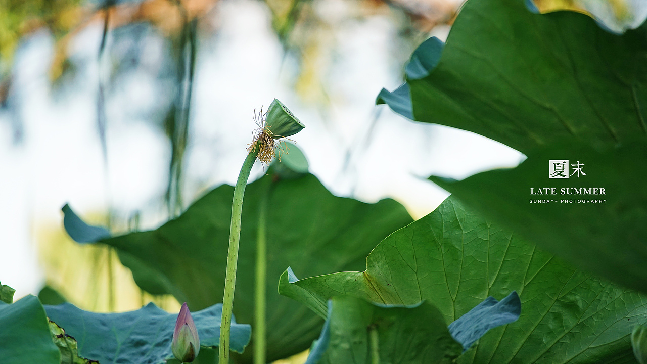 夏末秋初，荷塘印象（图ZODgwMzY1OTI=） - 风光摄影 - 站酷设计师sunday00love原创素材 - 站酷ZCOOL
