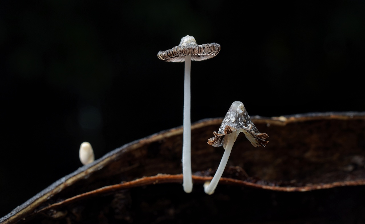 暴雨过后的绿化带