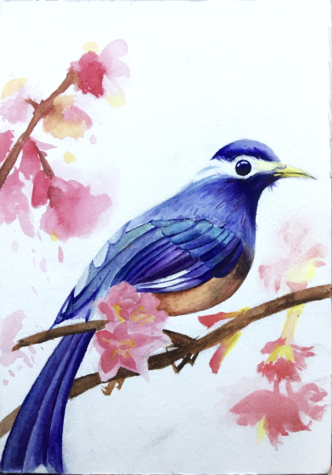 手绘，水彩+彩铅，可爱的小鸟|插画|商业插画|chenxue8817 - 原创作品 - 站酷 (ZCOOL)