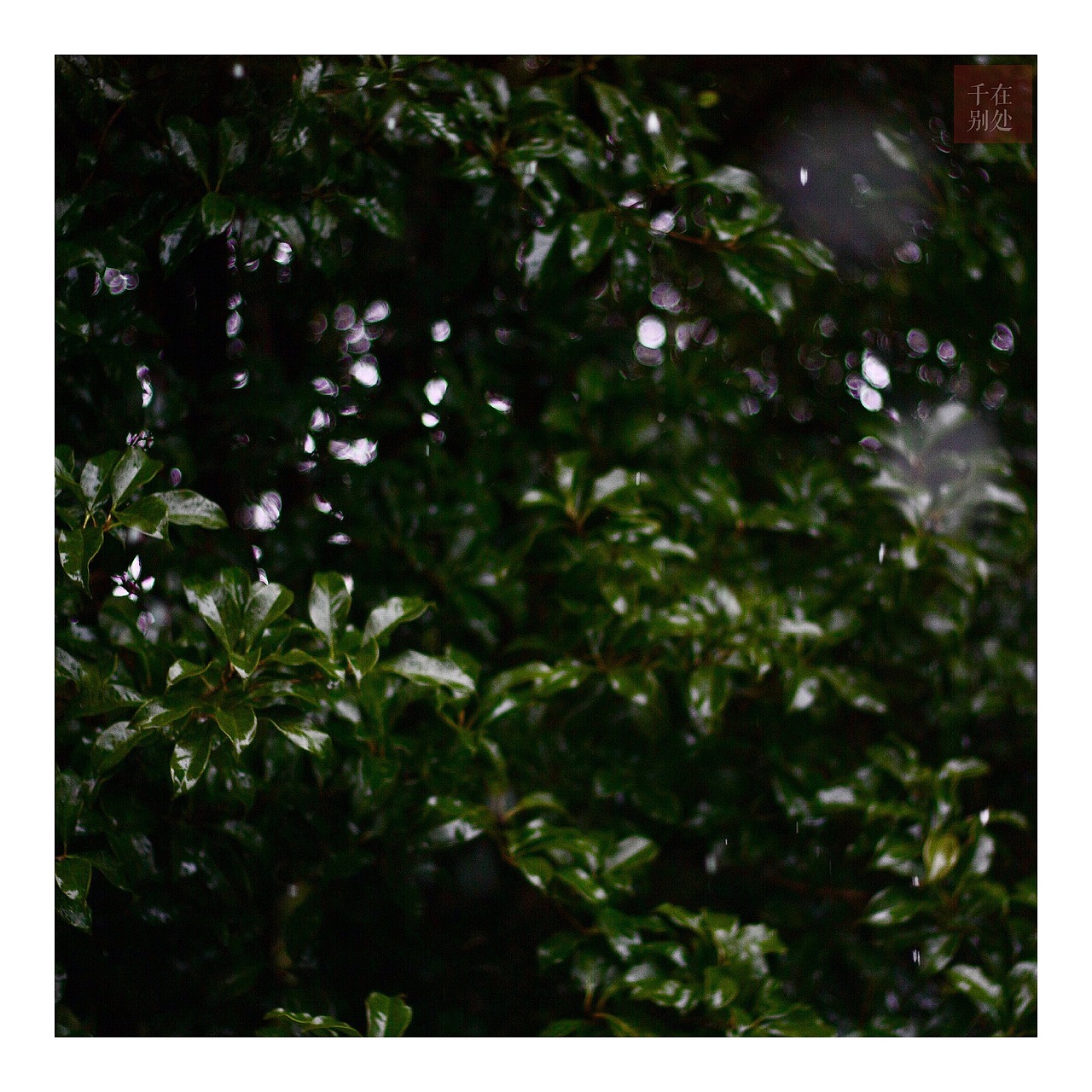 上海,雪似梅花纷纷飞