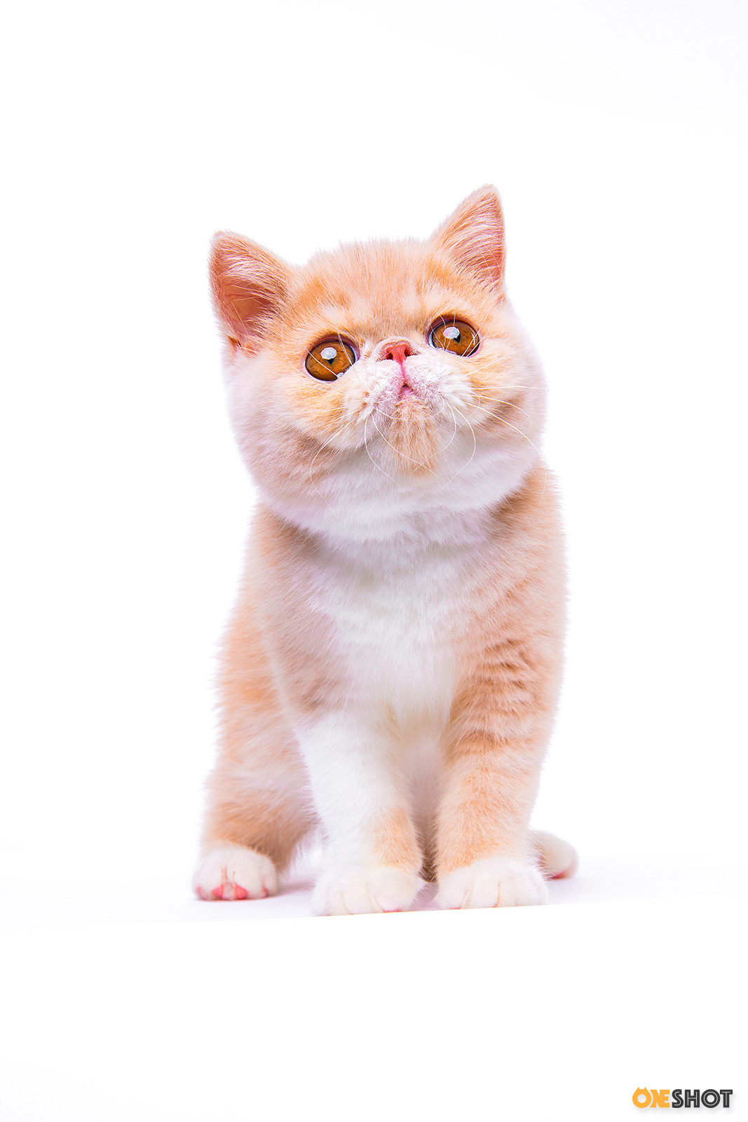 白底证件照-加菲猫(幼/成)