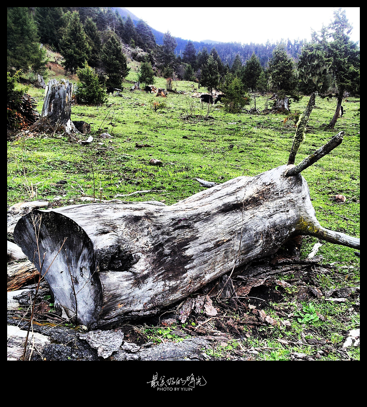 山上很多原始森林