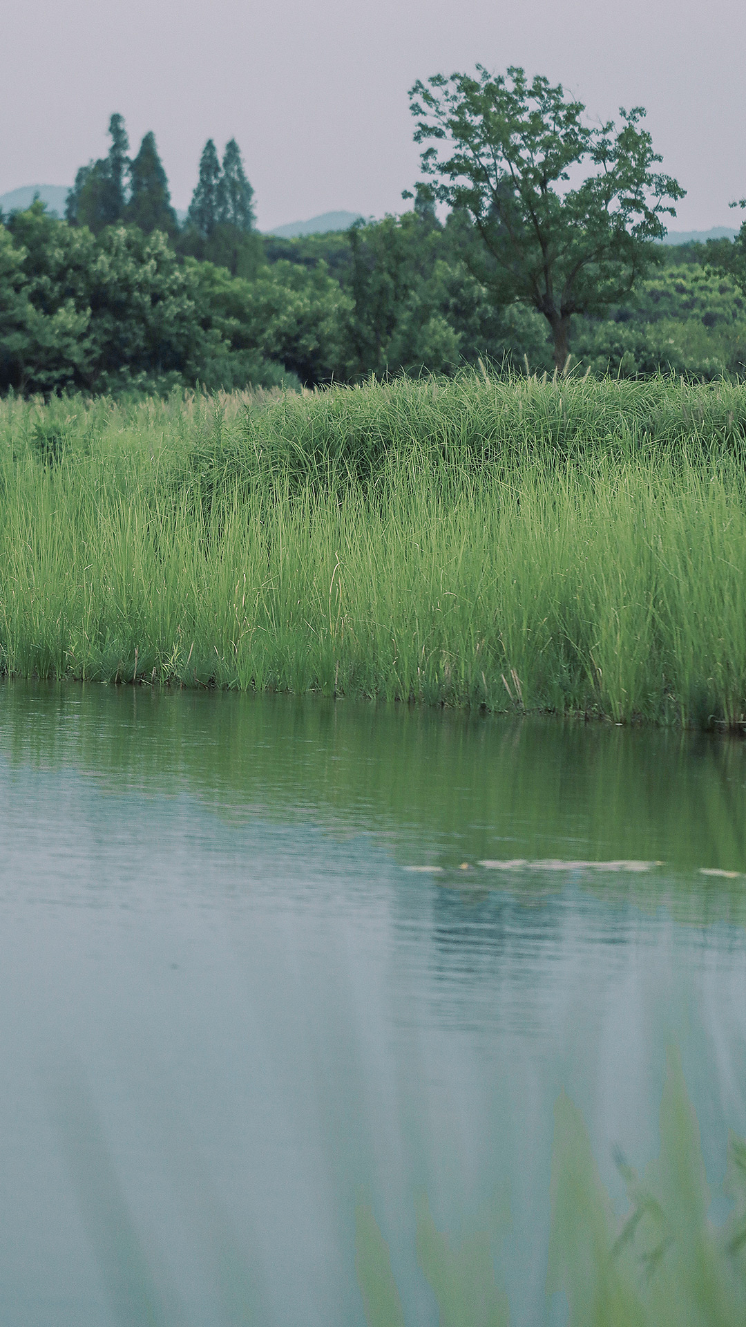 #生活小记#仲夏时节 万物丰茂。
