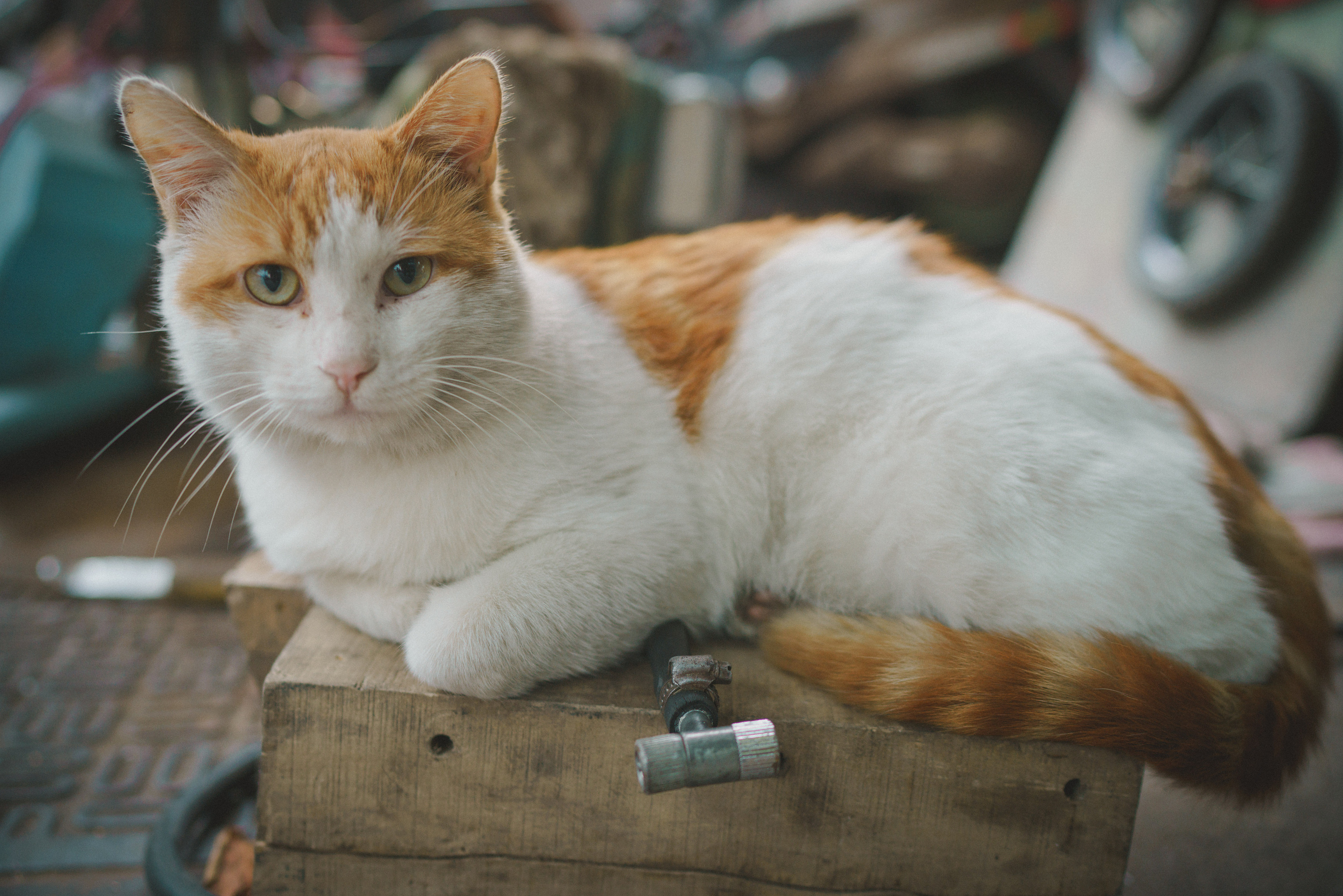 猫|摄影|宠物摄影|松尾芭蕉 - 原创作品 - 站酷 (zcool)