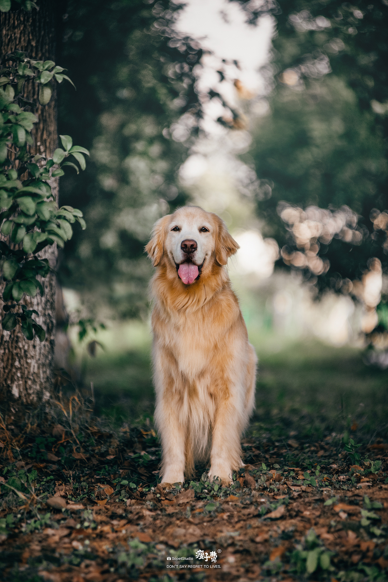 #瘦子费宠物摄影#（图ZMjQyMjY0OTU2） - 宠物摄影 - 站酷设计师瘦子费原创素材 - 站酷ZCOOL