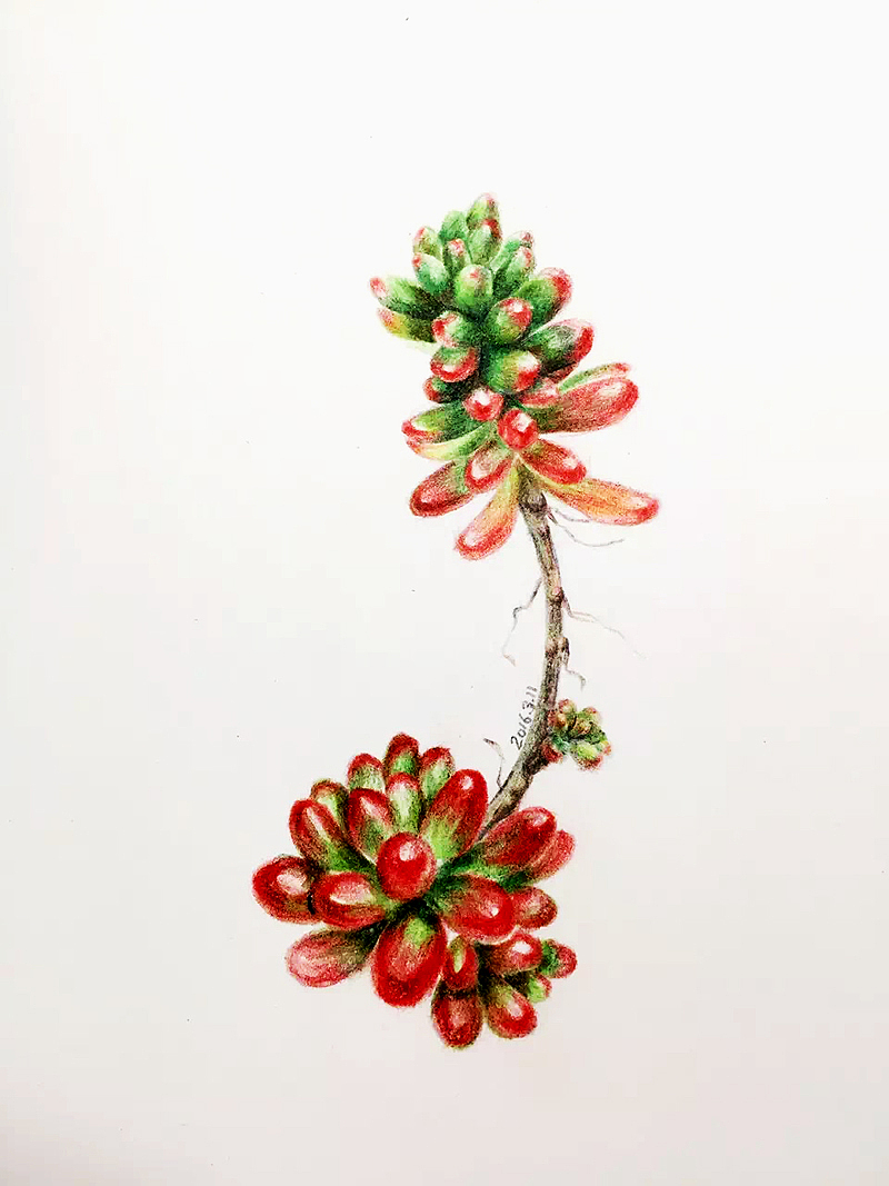 彩鉛多肉練習(xí)（圖ZNjYxOTU3NTI=） - 創(chuàng)作習(xí)作 - 站酷設(shè)計(jì)師sarah45原創(chuàng)素材 - 站酷ZCOOL