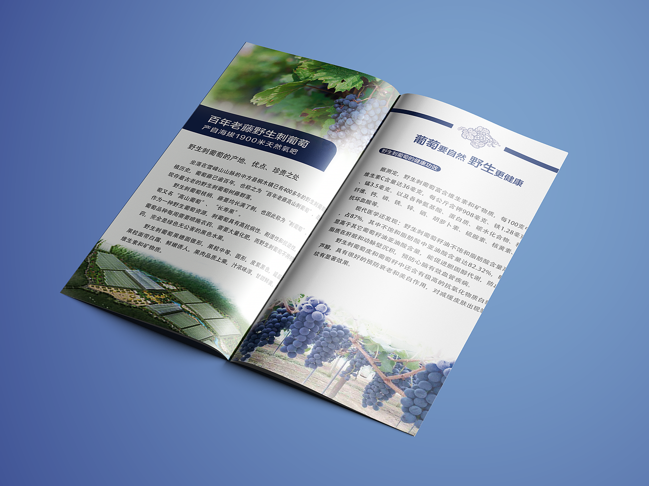 一款水果三折頁（圖ZMTA2MzQwNjky） - 書籍/畫冊 - 站酷設計師小邊設計原創(chuàng)素材 - 站酷ZCOOL