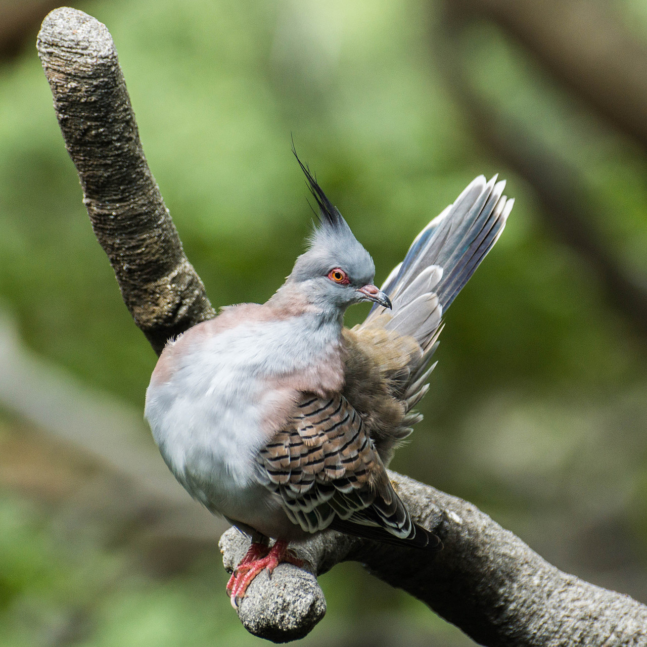 闹市中,有一片动植物的天堂