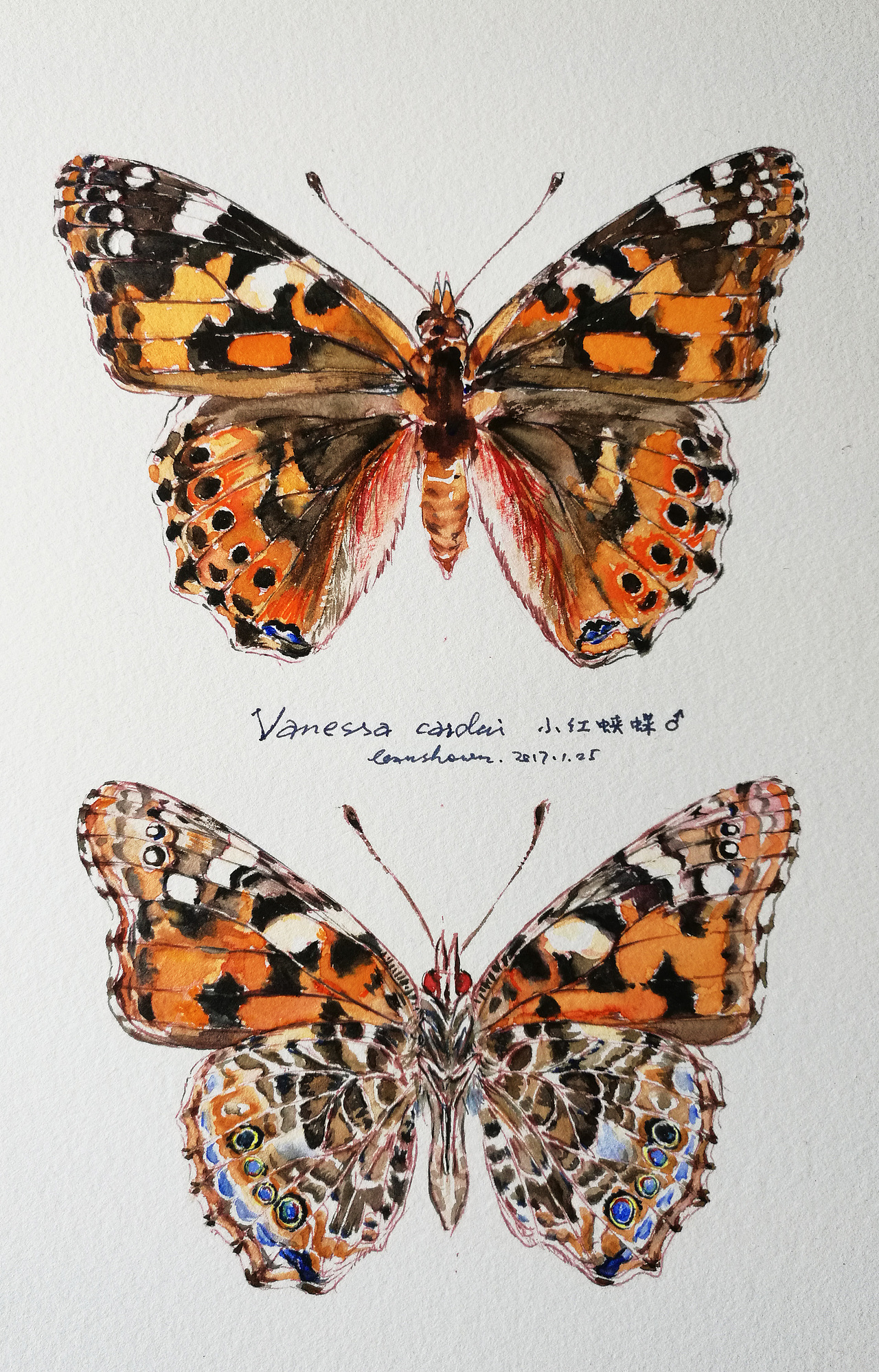 昆虫|插画|创作习作|leaushown_原创作品-站酷zcool