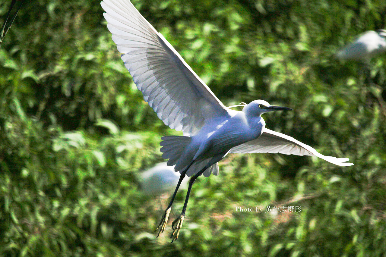 拍摄白鹭
