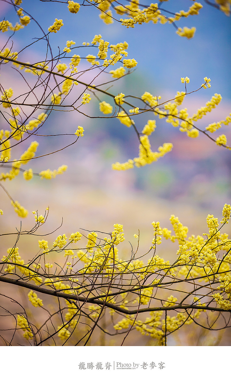 冬日里的龙脊古壮寨梯田（图ZMTQwMjM3MzI=） - 风光摄影 - 站酷设计师laomaike原创素材 - 站酷ZCOOL