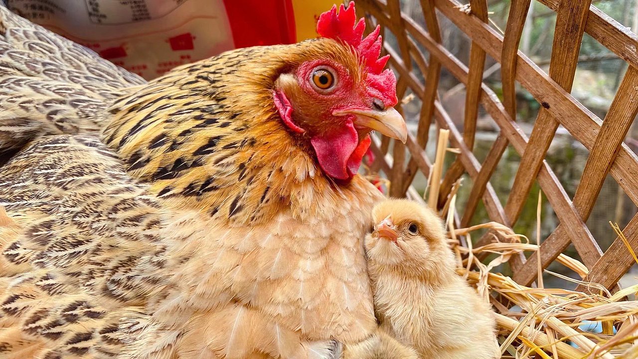 宠物拍摄（图ZMjkxMjg2Mzgw） - 宠物摄影 - 站酷设计师suoxiakuon原创素材 - 站酷ZCOOL