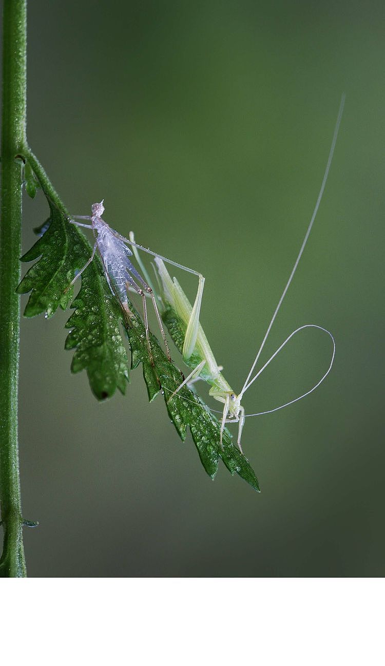 【生态摄影】世界渺小到让你只想溫柔相待