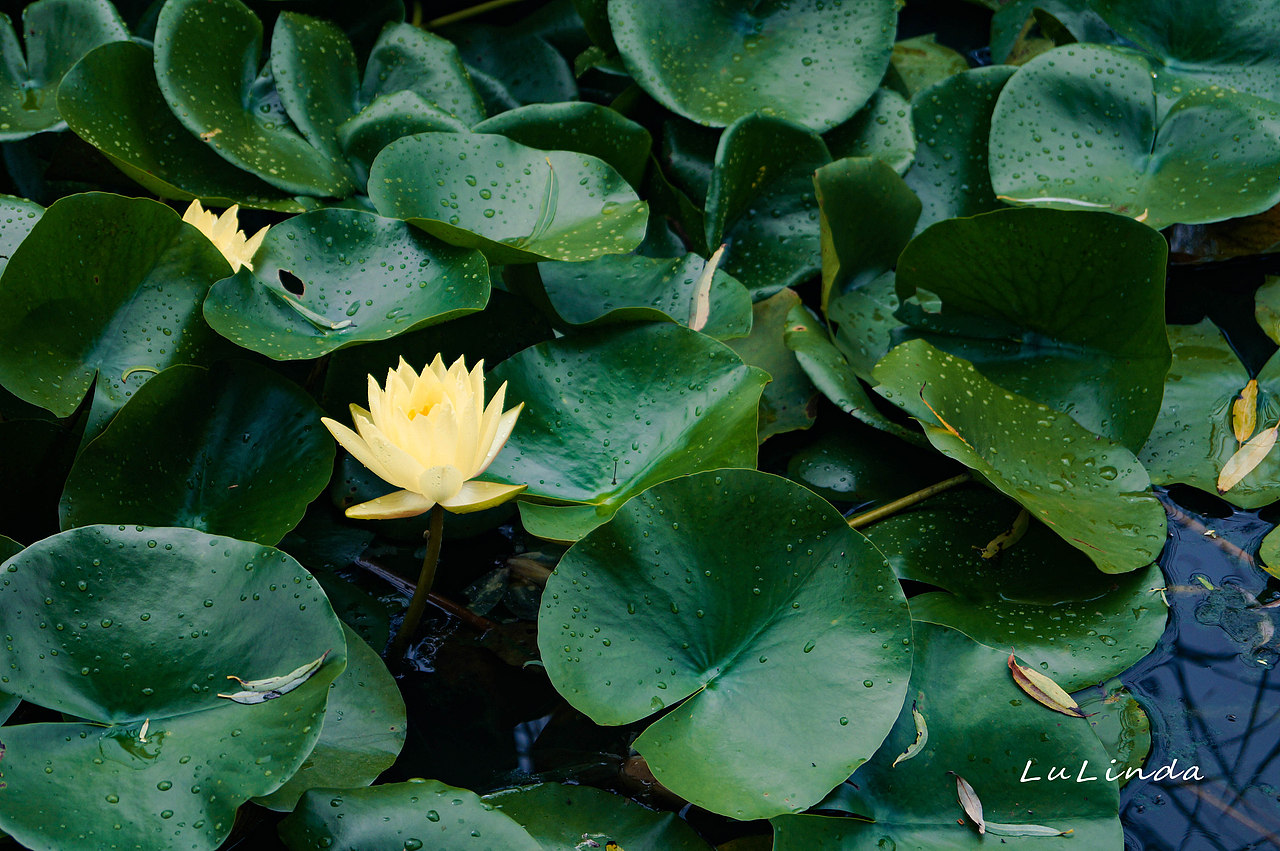 水莲花（图ZMjI5Nzk3MDY4） - 风光摄影 - 站酷设计师脖几LuLinda原创素材 - 站酷ZCOOL