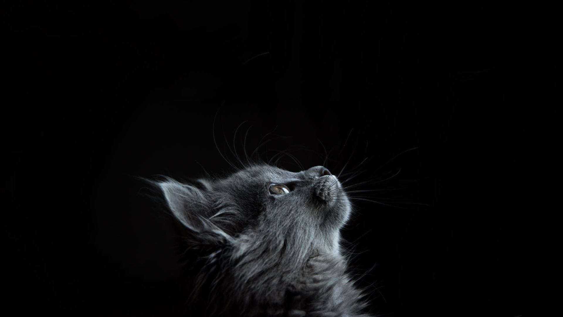 何小迪的个人主页（封面预览） - 主页封面设置 - 站酷设计师何小迪原创素材 - 站酷ZCOOL