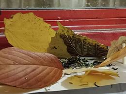 秋天立體構(gòu)成