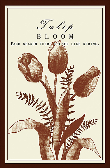 单色复古高级感插画 30张 植物花卉明信片