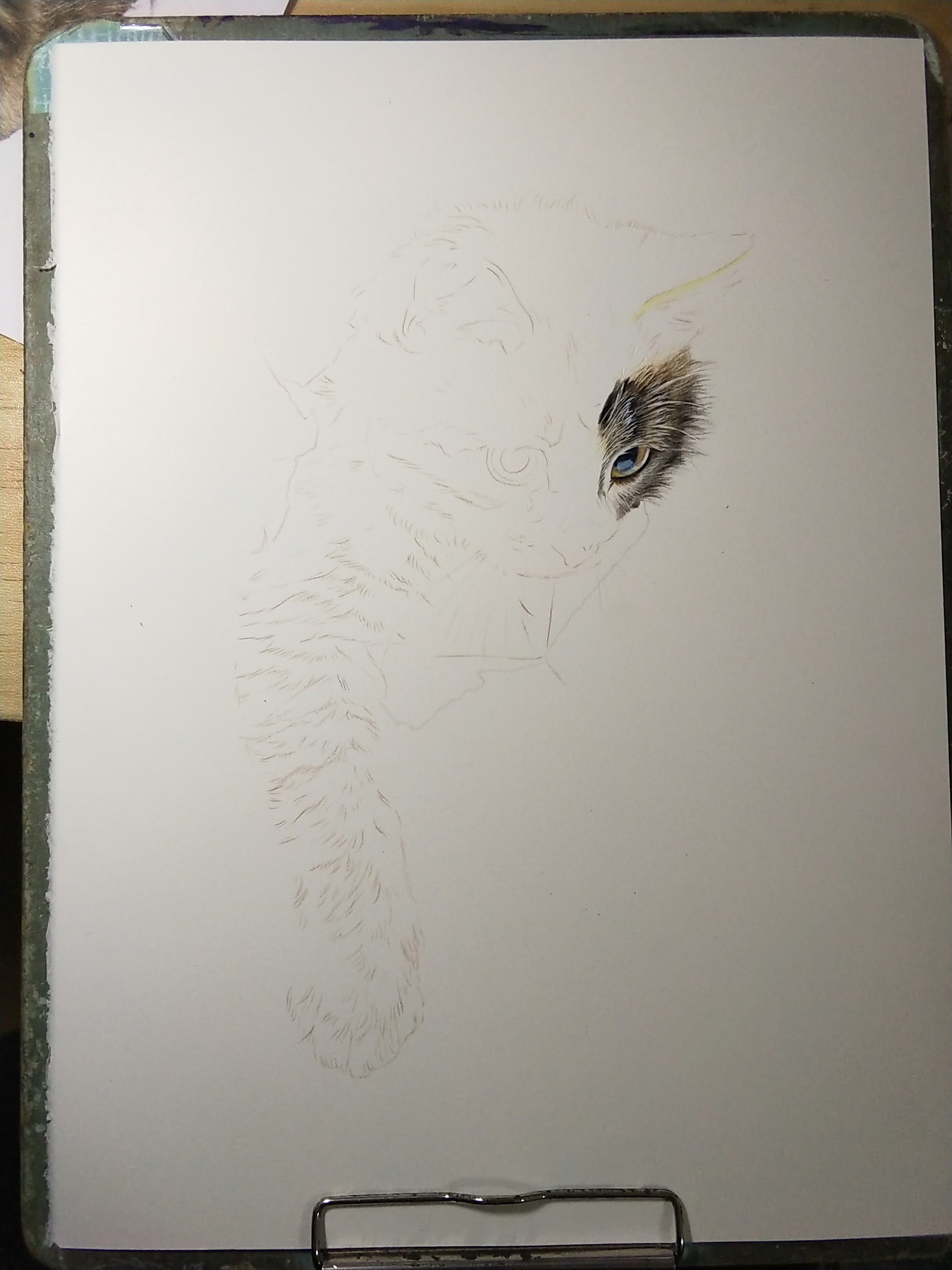 破纸而出的小猫