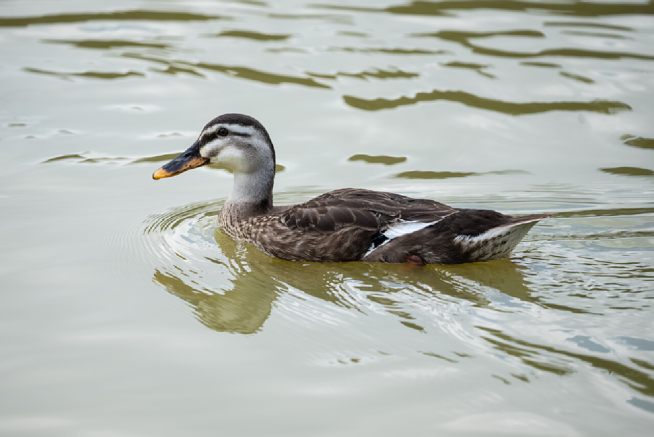 水中游的悠闲鸭子46343_鸟类写真_动物类_图库壁纸_68Design