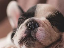 【4K高清壁纸】华为手机系列，你最爱的猫狗大作战来了