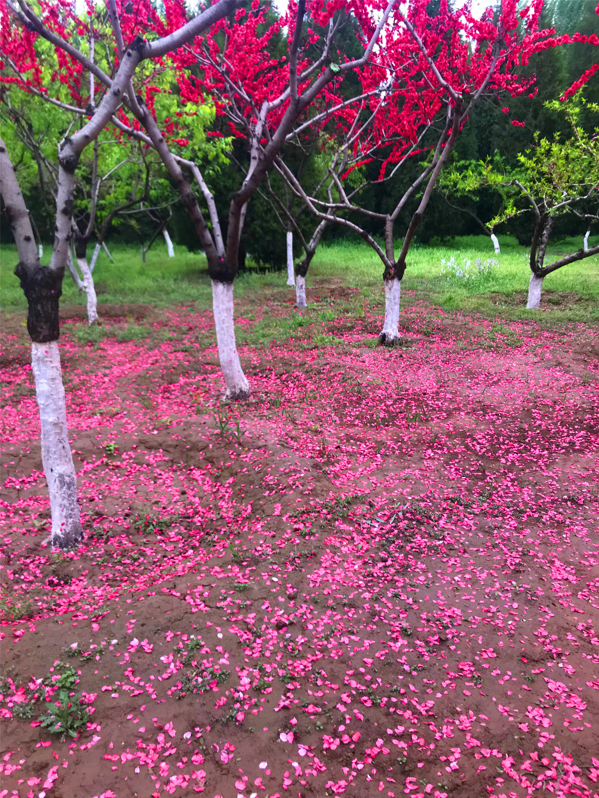 刘勇良手机纪实摄影:雨后落红