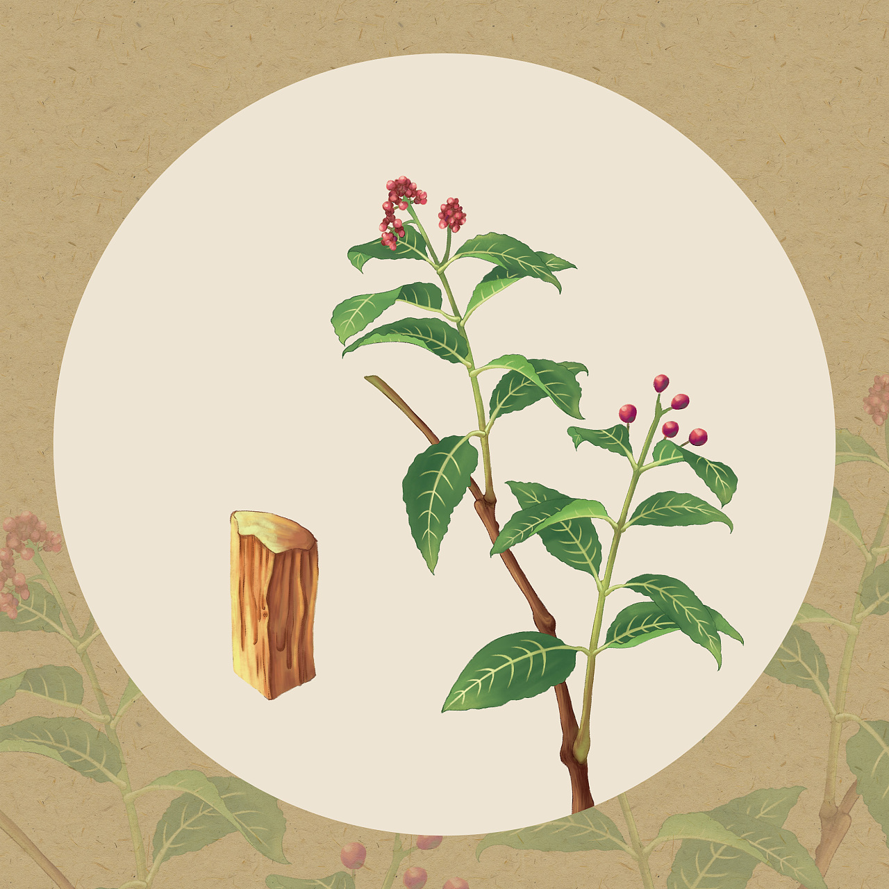 中草药 - 原创作品 - 站酷(zcool)