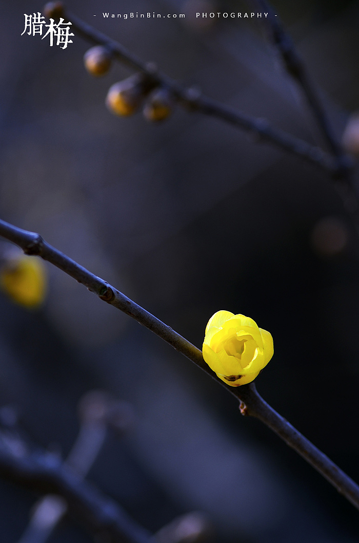腊梅花开——开封龙亭公园