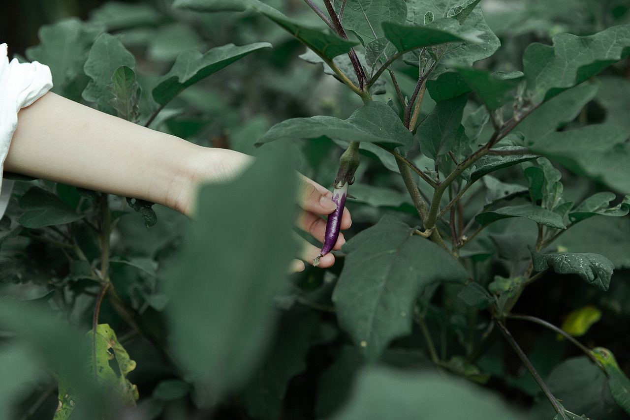 情绪写真 |夏与森