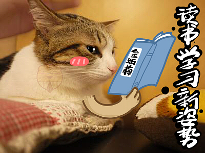 呆呆小熊恶搞猫狗表情