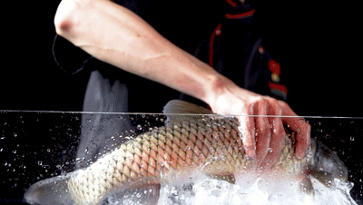 美食摄影丨酸菜鱼