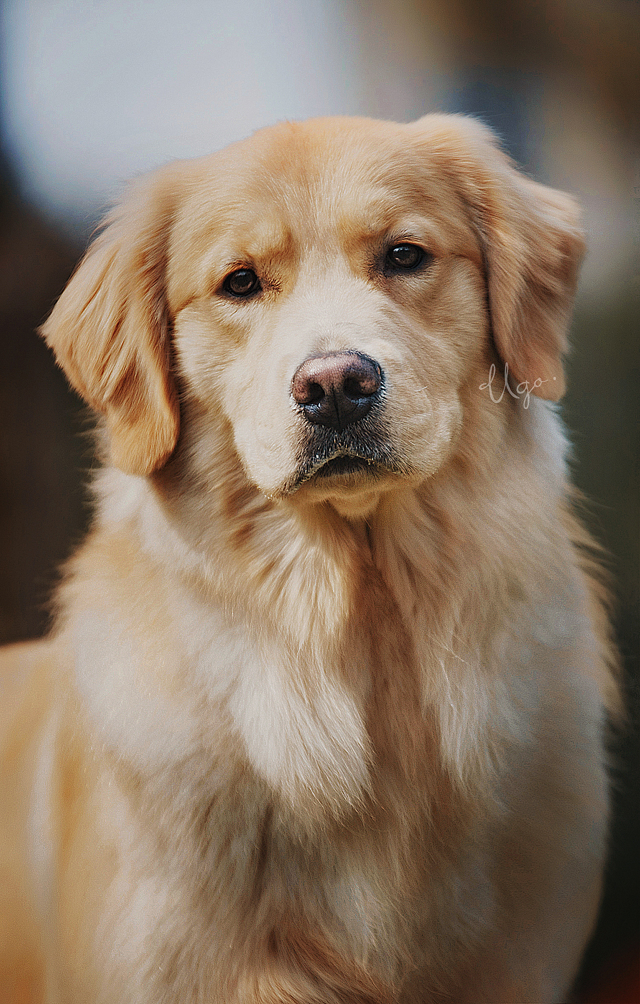 gazing凝视【动物摄影师何某某个人作品28】