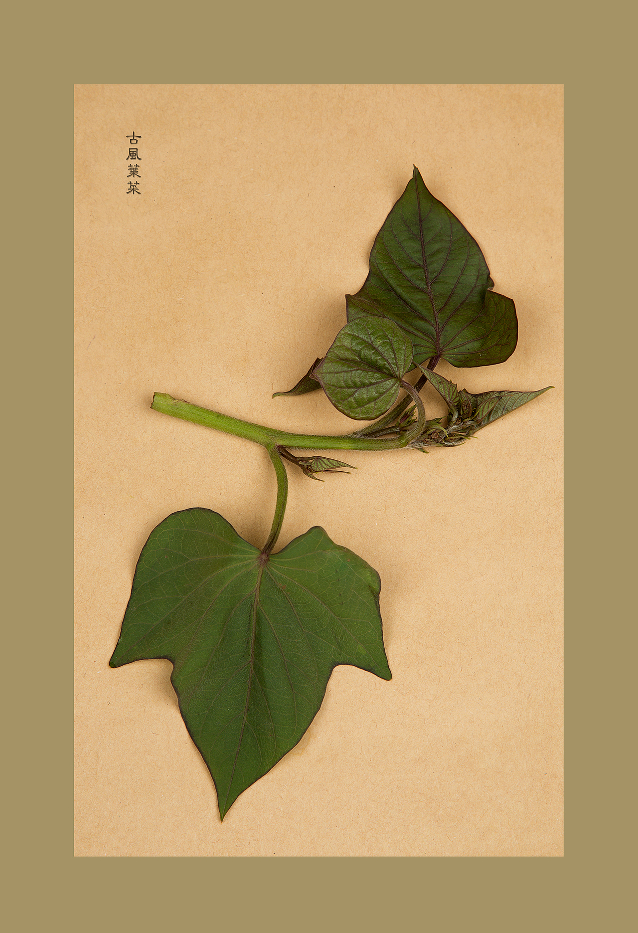 古風(fēng)食意（圖ZNjE4MDI4NTY=） - 產(chǎn)品攝影 - 站酷設(shè)計(jì)師蔣小那原創(chuàng)素材 - 站酷ZCOOL