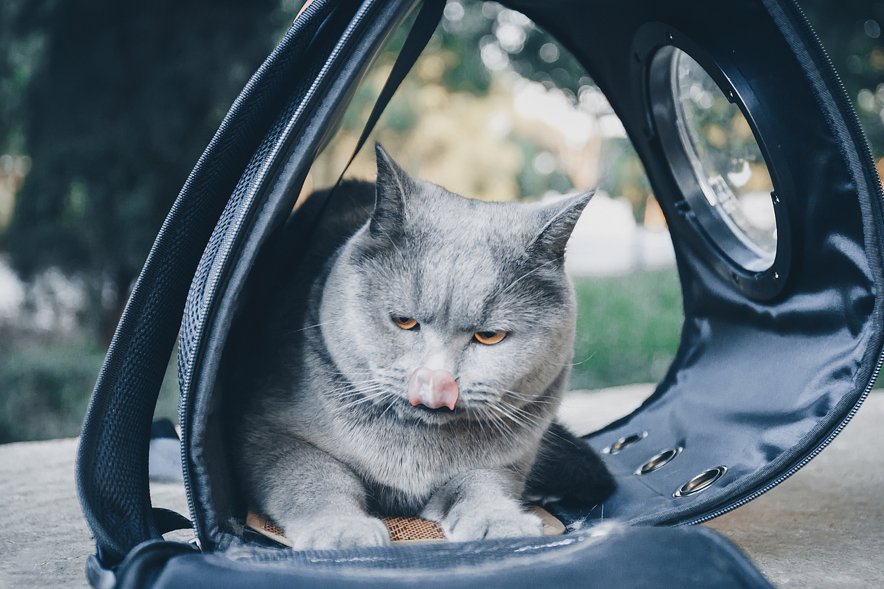 猫（图ZMjQ5NzA5NzM2） - 宠物摄影 - 站酷设计师自由摄影师浩浩哦原创素材 - 站酷ZCOOL