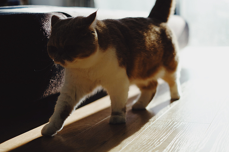 加菲猫朵朵 宠物摄影（图ZMTg1NDY3ODk2） - 宠物摄影 - 站酷设计师_呼叫派大星原创素材 - 站酷ZCOOL