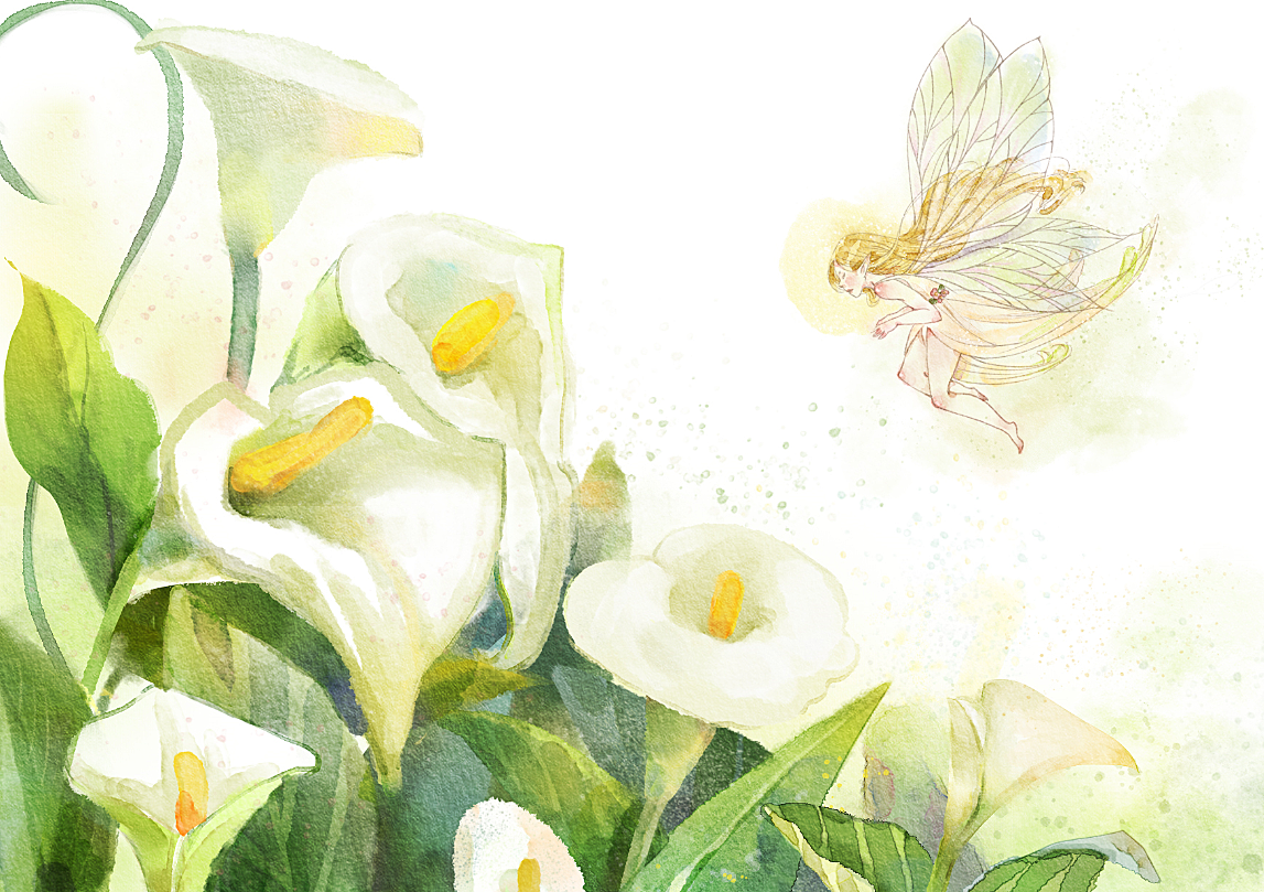 海芋花之恋