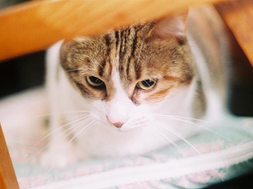 吾家有猫初长成2（个人主页-ZNDk5MzMzMzY=） - 宠物摄影 - 站酷设计师tsuruki原创素材 - 站酷ZCOOL